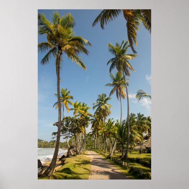 Green coconut palm tree near green grass field in  poster (Front)
