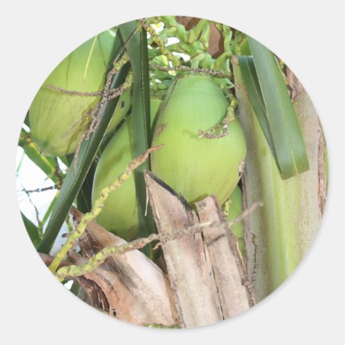 Green Coconuts Classic Round Sticker