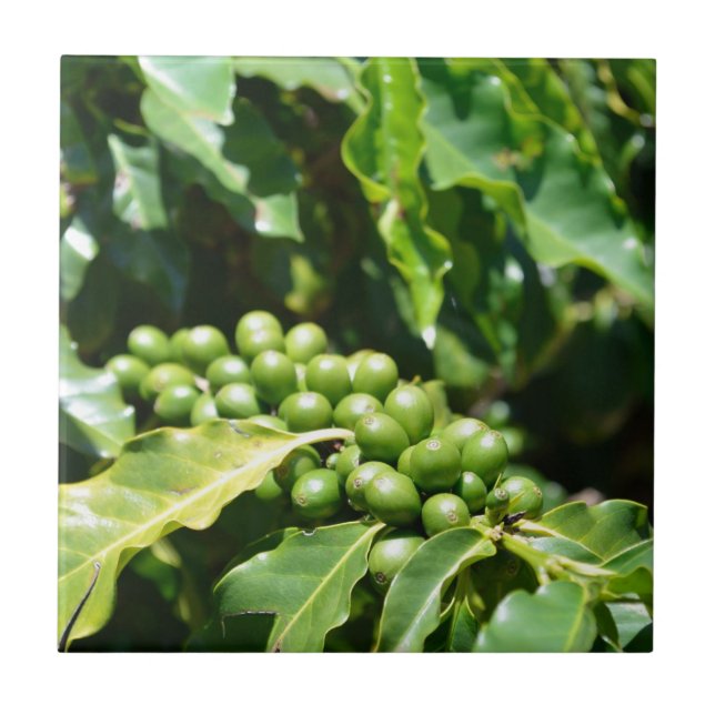 Green Coffee Berries Ceramic Tile (Front)