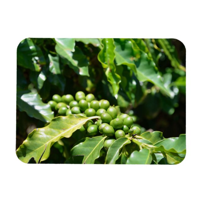 Green Coffee Berries Magnet (Horizontal)