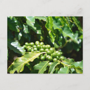 Green Coffee Berries Postcard