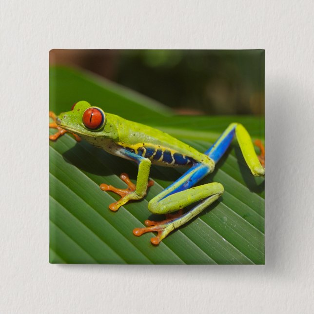 Green Colorful Jungle Tree Frog Button (Front)