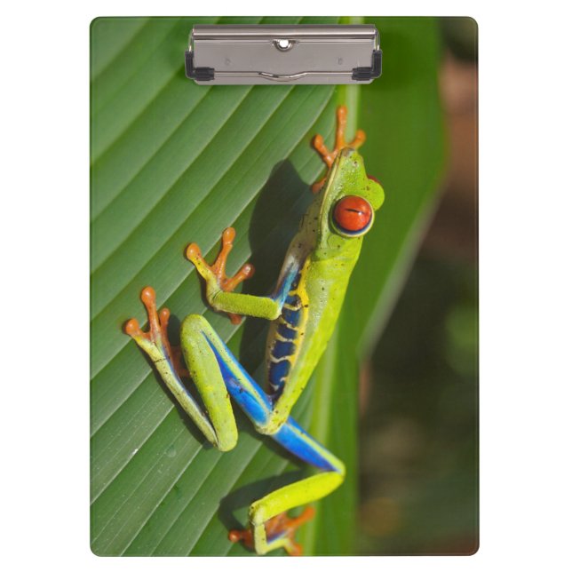 Green Colorful Jungle Tree Frog Clipboard (Front)
