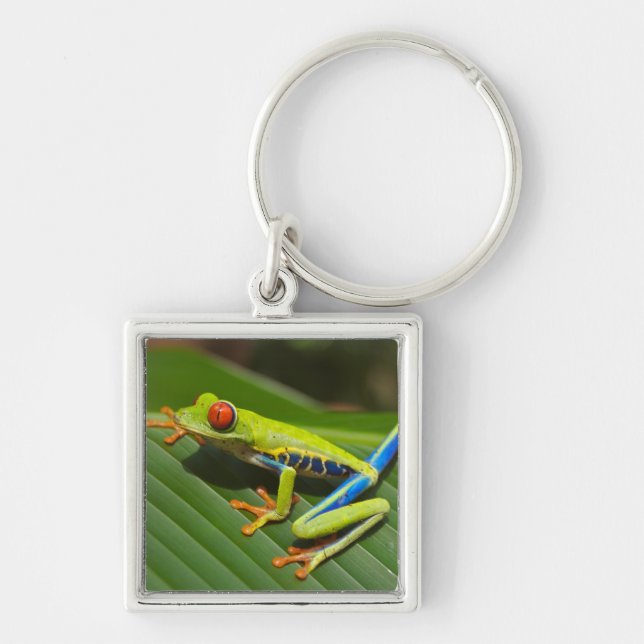 Green Colorful Jungle Tree Frog Keychain (Front)