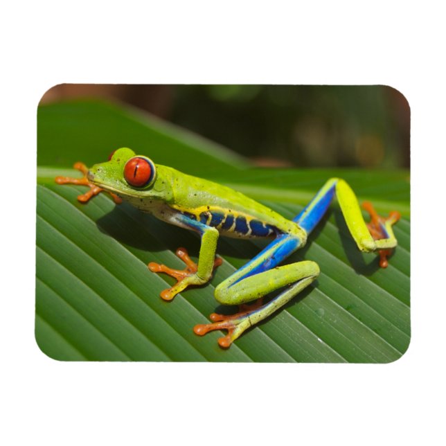Green Colorful Jungle Tree Frog Magnet (Horizontal)