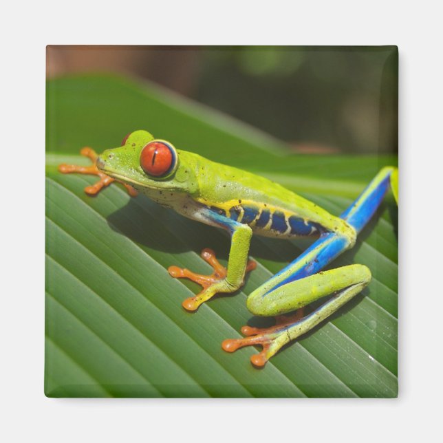 Green Colorful Jungle Tree Frog Magnet (Front)