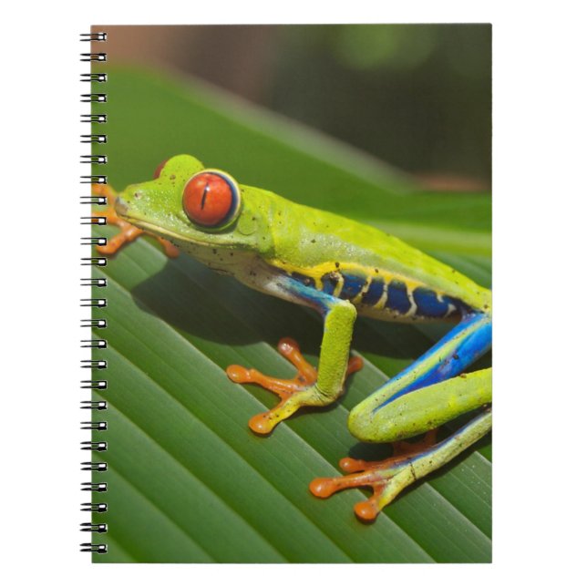 Green Colorful Jungle Tree Frog Notebook (Front)