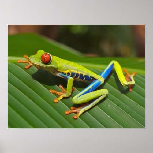 Green Colorful Jungle Tree Frog Poster