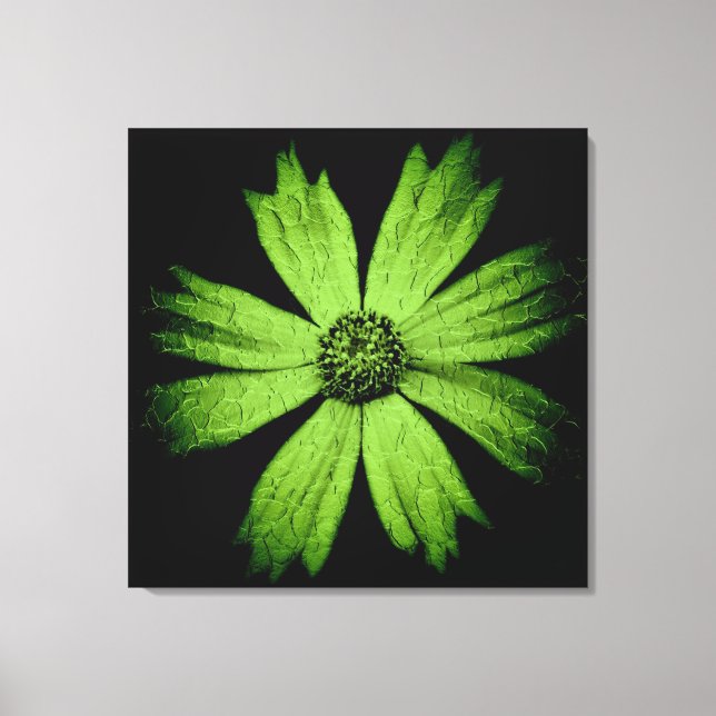 Green Cosmos Flower on Black Canvas Print (Front)