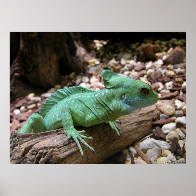 Green-crested Basilisk Poster (Front)