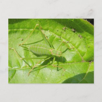 Green Cricket Camouflage Postcard by Fallen_Angel_483 at Zazzle