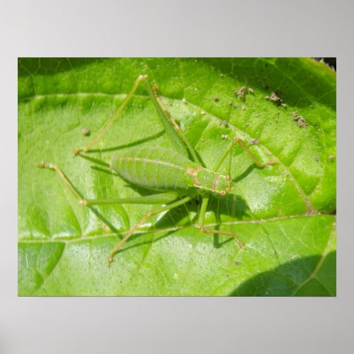 Green Cricket Camouflage Print