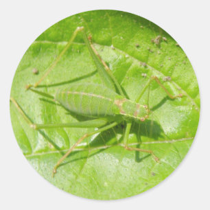 Green Cricket Camouflage Stickers