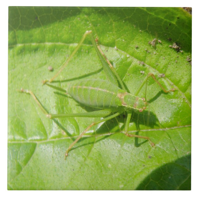 Green Cricket Camouflage Tile (Front)