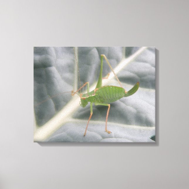 Green Cricket Macro Canvas Print (Front)