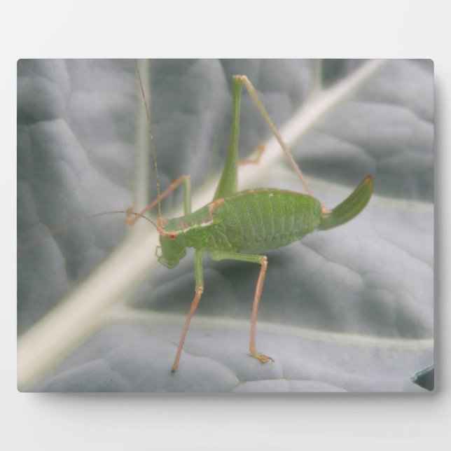 Green Cricket Macro Plaque (Front)