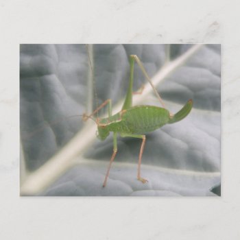 Green Cricket Macro Postcard by Fallen_Angel_483 at Zazzle