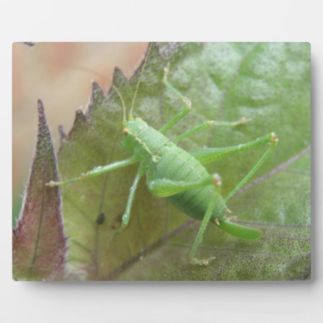 Green Cricket on a Leaf Plaque (Front)