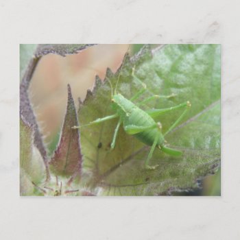 Green Cricket On A Leaf Postcard by Fallen_Angel_483 at Zazzle