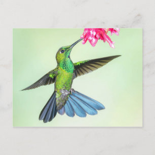 Green-Crowned Brilliant Hummingbird & Pink Flower Postcard