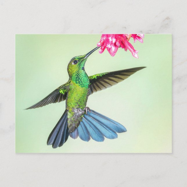 Green-Crowned Brilliant Hummingbird & Pink Flower Postcard (Front)
