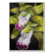 Green Cymbidium Orchid