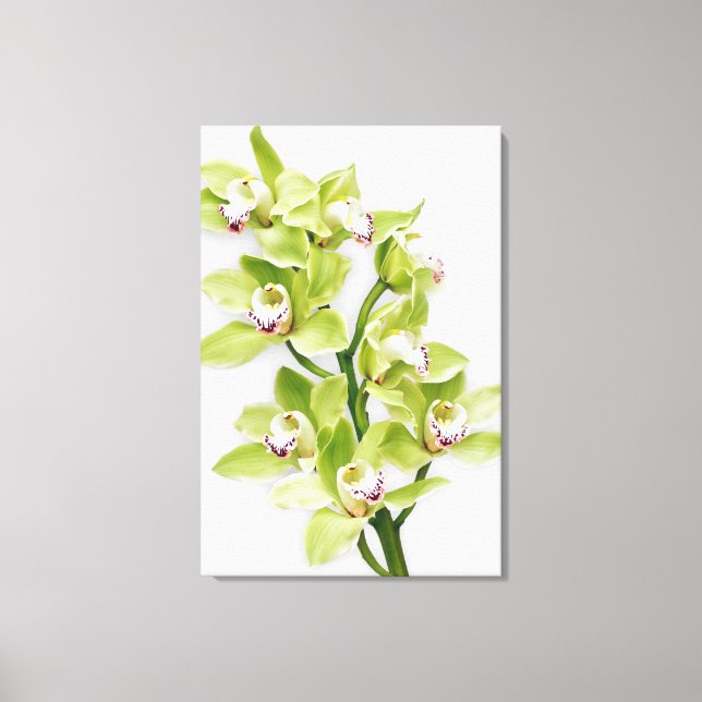 Green Cymbidium Orchid Flower Wrapped Canvas Print (Front)