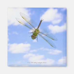 Green darner (Anax junius) flying against clouds Magnet