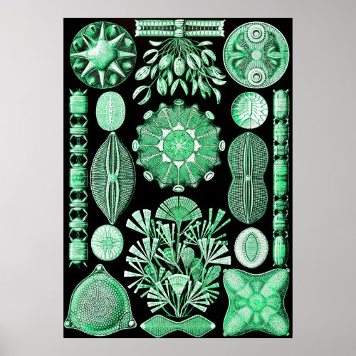 Green Diatomeae Diatom Poster