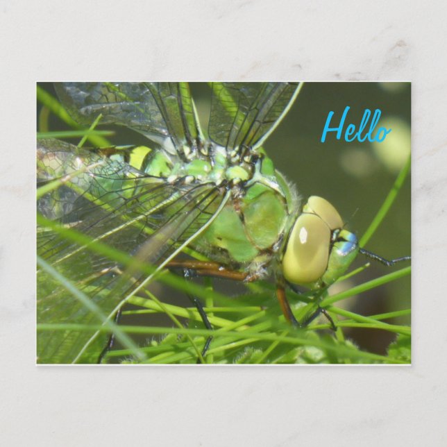 Green Dragonfly HELLO Postcard (Front)