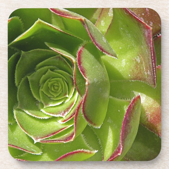 Green Drink Coaster (Front)