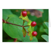 Green Earth (Front Horizontal)