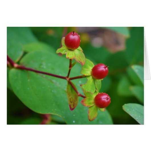 Green Earth (Front Horizontal)