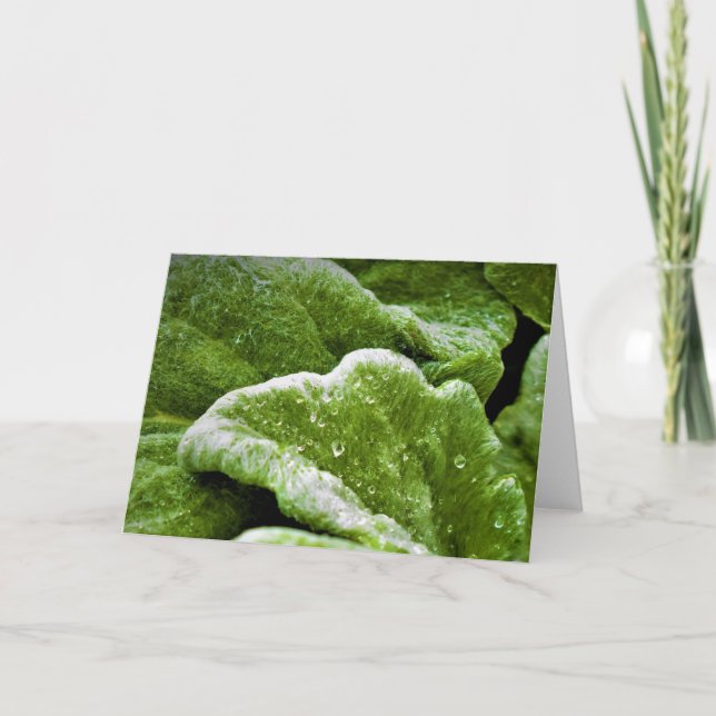 Green Earth, card (Front)