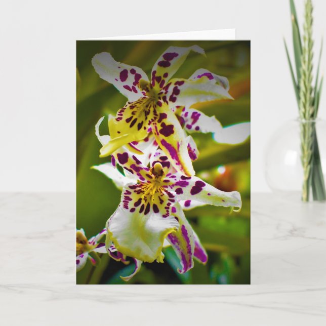 Green Earth, card (Front)