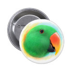 Eclectus Parrot Realistic Painting Button