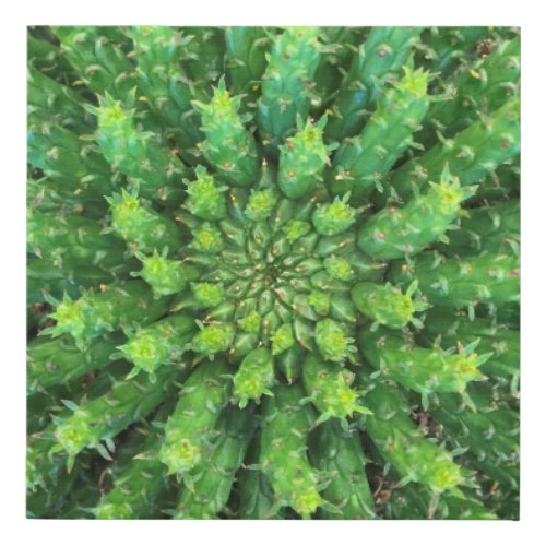 Green Euphorbia Medusa Head cactus Succulent Faux Canvas Print