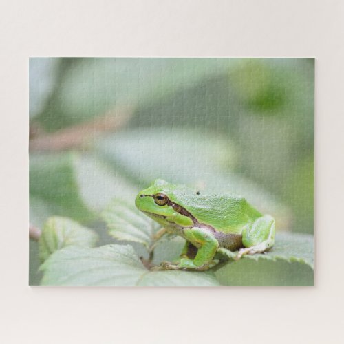 Green European tree frog close up Jigsaw Puzzle