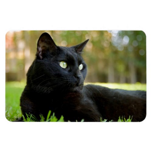 Green Eyed Black Cat Enjoying the Outdoors Magnet