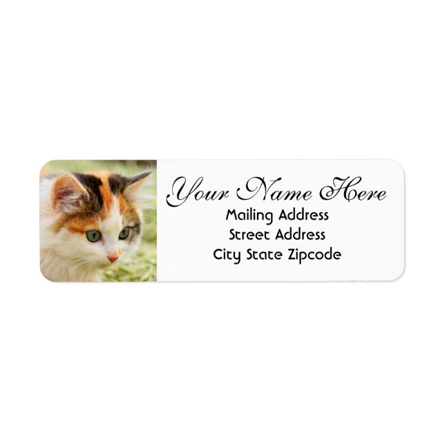 Green-eyed Calico Kitten Return Address Label (Front)
