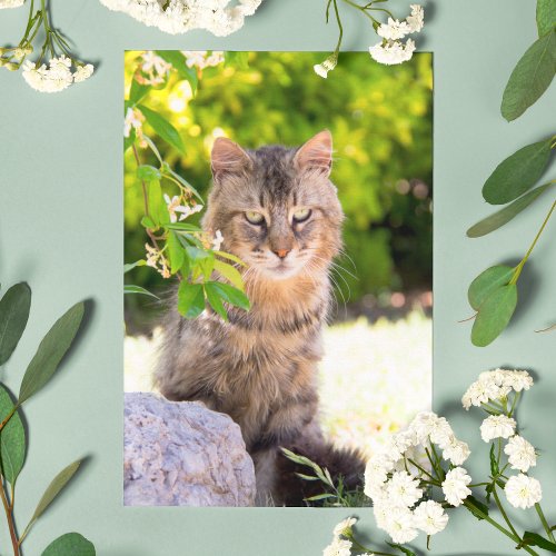 Green Eyed Cat In Ravello Italy Postcard