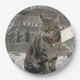 Green eyed cat photography Paper plate