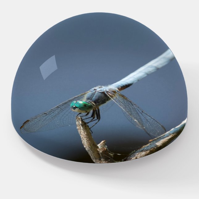 Green-eyed dragonfly paperweight (Angled)