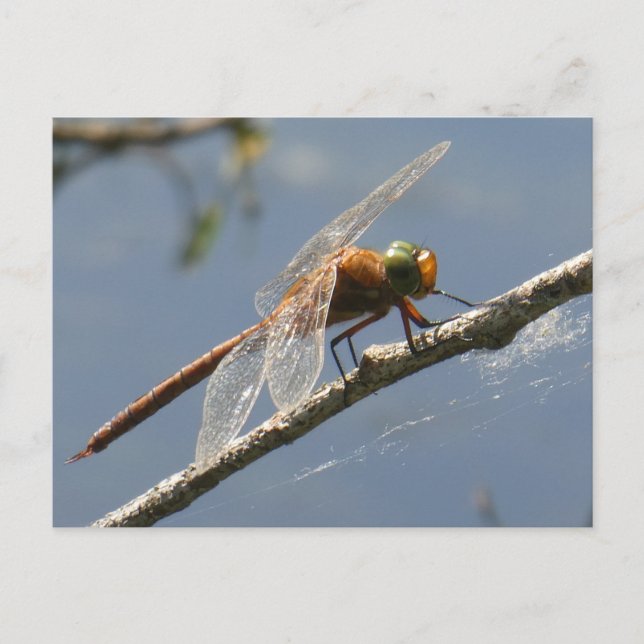 Green Eyed Hawker Dragonfly Close Up DIY Postcard (Front)