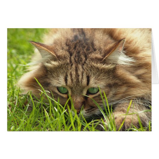 Green Eyed Hunter Cards (Front Horizontal)