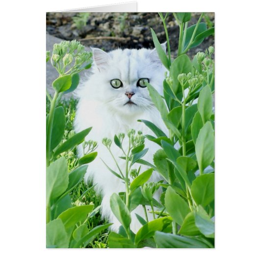 Green Eyed Monster Cards (Front)