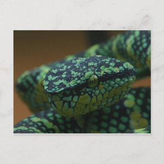 Green-Eyed Snake Postcard