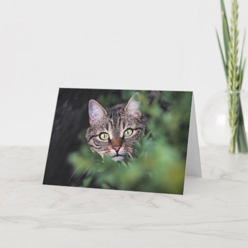 Green_eyed tabby cat card