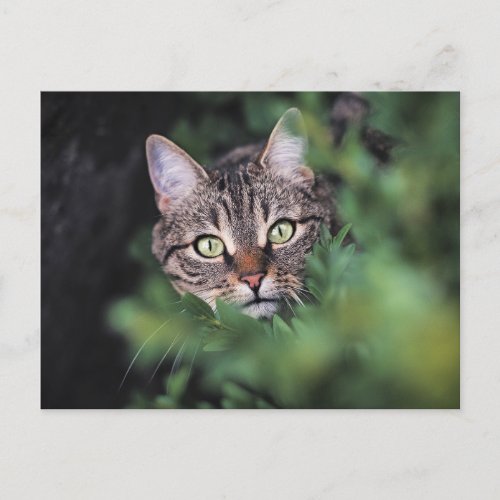 Green_eyed tabby cat postcard