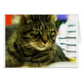 Green Eyed Tabby Face (Front Horizontal)